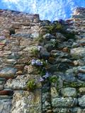 Campanula isophylla